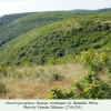 chazara persephone azerbaijan biotope 3